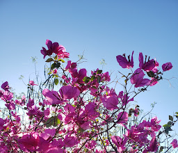 componente natural photo