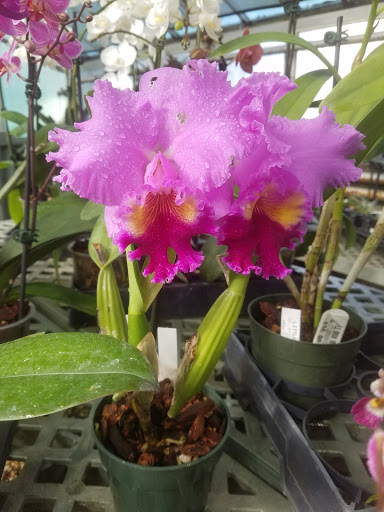 Florist «Little Brook Orchids», reviews and photos, 25 Rider Ave, Lancaster, PA 17603, USA