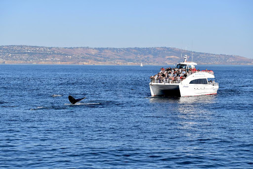 Whale watching tour agency Torrance