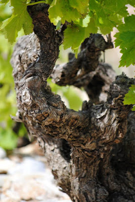 DOMAINE LES ASSEYRAS à Tulette