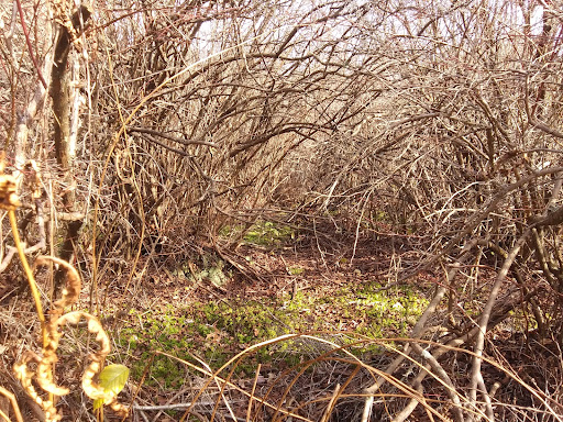 Nature Preserve «Tom S Cooperrider-Kent Bog State Nature Preserve», reviews and photos, 1028 Meloy Rd, Kent, OH 44240, USA
