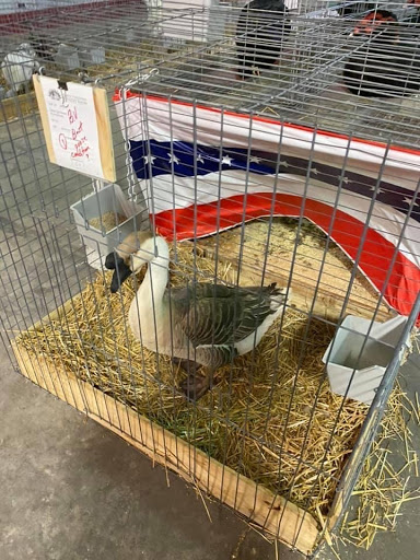 Fairground «Florida State Fairgrounds», reviews and photos, 4800 U.S. 301, Tampa, FL 33610, USA