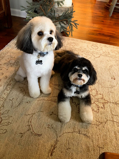 Pet Groomer «Dirty Paws Dog Spa», reviews and photos, 113 Mayo Rd, Edgewater, MD 21037, USA