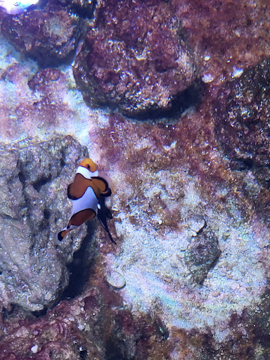 Tropical Fish Store «Best Fish», reviews and photos, 1335 N Doctor M.L.K. Dr, Milwaukee, WI 53212, USA