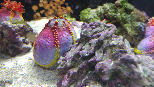 Tropical Fish Store «Aquatouch», reviews and photos, 12040 N 32nd St, Phoenix, AZ 85028, USA