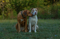 Abigail's Shot Photography - Photo 5 - Car repair in , Holland