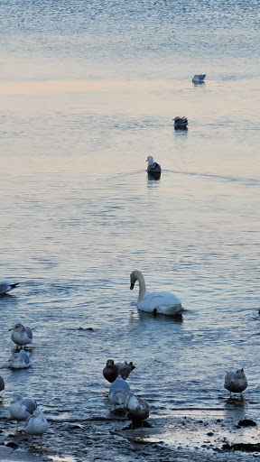 Nature Preserve «Steer Swamp Conservation Area», reviews and photos, 188 Washington St, Marblehead, MA 01945, USA