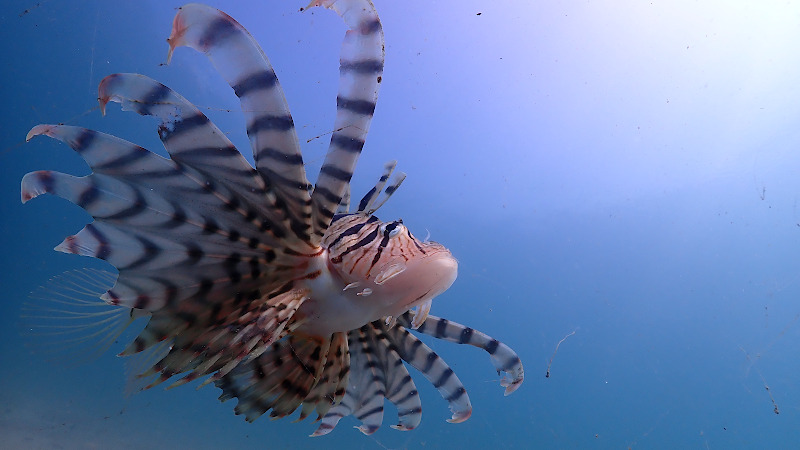 ダイビング ライセンス ツアーのSEA GARDEN