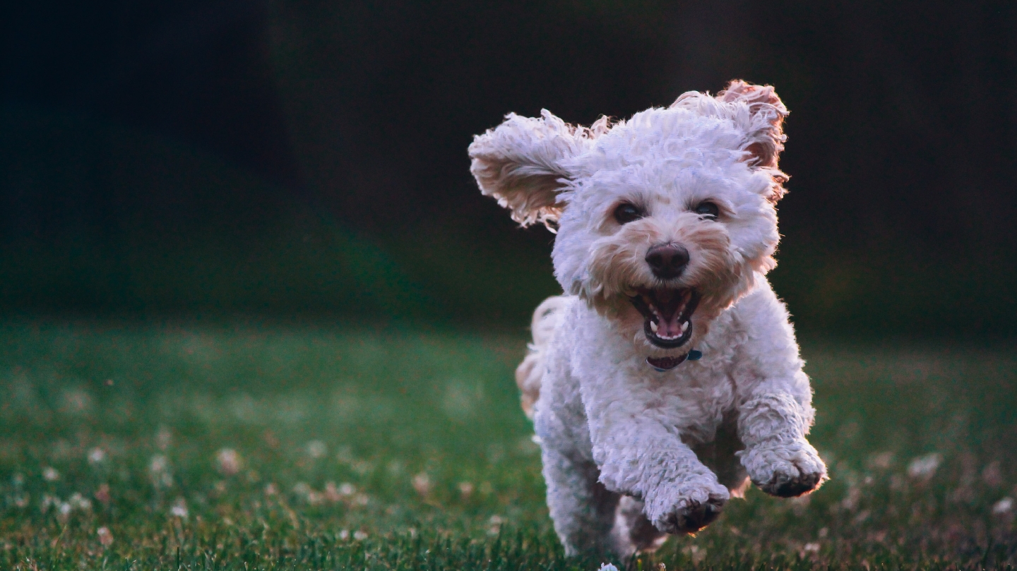 Dog Days - Cape Coral Dog Groomers LLC