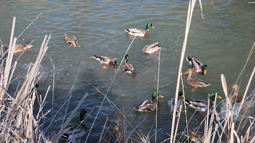 Nature Preserve «Wilson Springs Ponds», reviews and photos, 3209-3507 S Powerline Rd, Nampa, ID 83686, USA