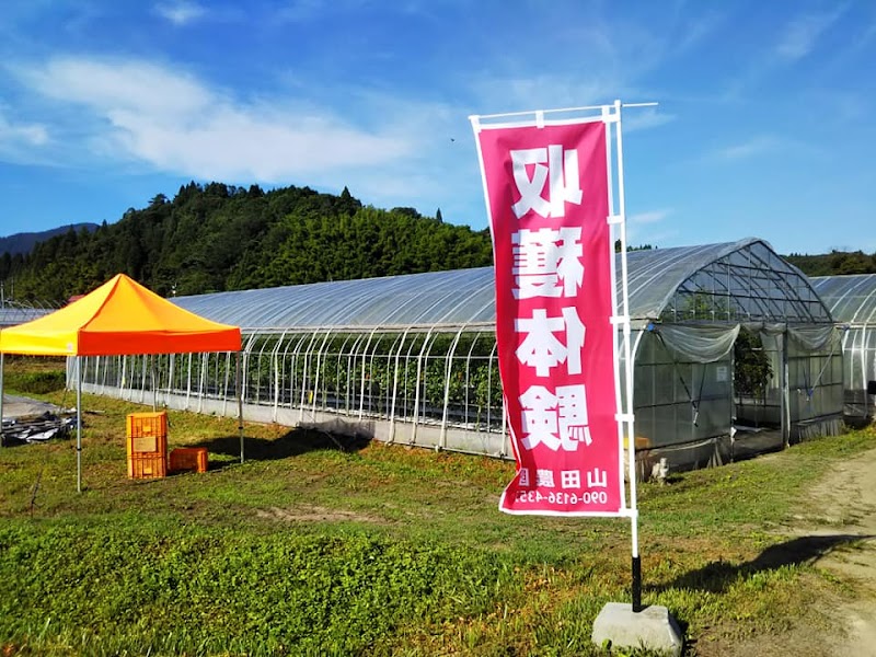山田農園 野菜収穫体験