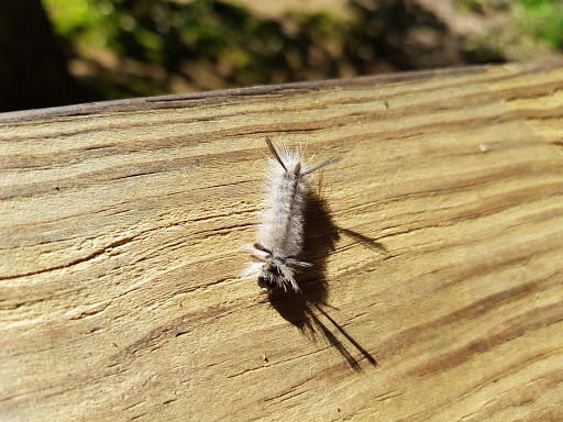 Park «Bays Mountain Park & Planetarium», reviews and photos, 853 Bays Mountain Rd, Kingsport, TN 37660, USA