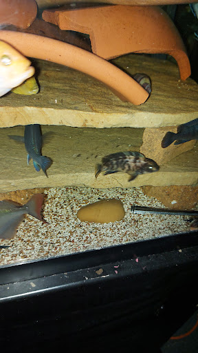 Tropical Fish Store «Tropi-Quatics Pet Center», reviews and photos, 337 S Main St, Lombard, IL 60148, USA