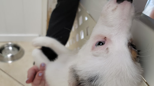 Pet Supply Store «Lil Rascals», reviews and photos, 10035 Gulf Center Dr #105, Fort Myers, FL 33913, USA