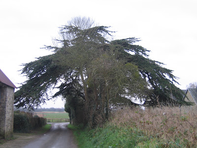 Cèdre du Liban - L'arbre fantasque à Liesville-sur-Douve
