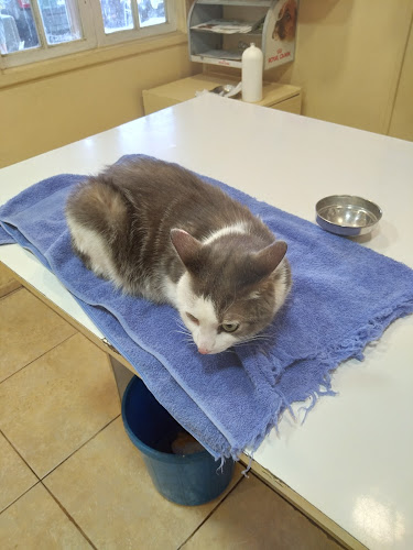 Pet Happy Cumbre Peñalolén