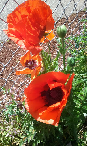 Park «Mt. Scott Park», reviews and photos, SE 72nd Ave & Southeast Harold Street, Portland, OR 97206, USA