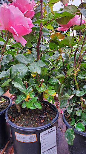 Home Improvement Store «The Home Depot», reviews and photos, 1625 S Mountain Ave, Monrovia, CA 91016, USA