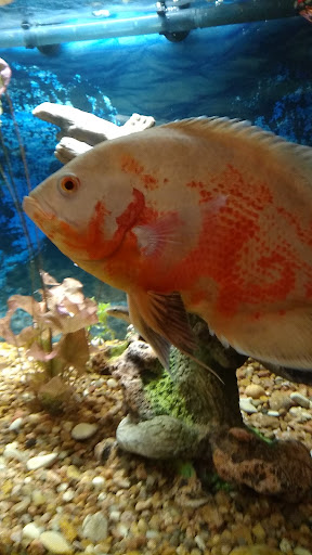 Pet Supply Store «Petco Animal Supplies», reviews and photos, 8735 Memorial Blvd, Port Arthur, TX 77640, USA