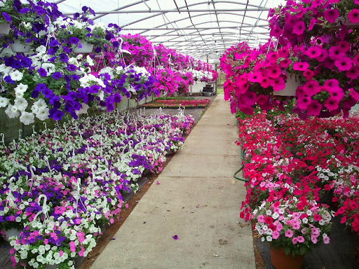 Florist «Westland Florist & Greenhouse», reviews and photos, 34235 Ford Rd, Westland, MI 48185, USA