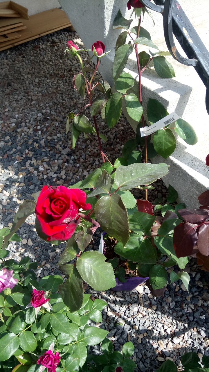 Photo n° 1 de l'avis de Marie.l fait le 08/05/2018 à 10:33