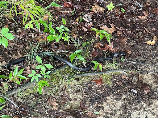 Nature Preserve «Piedmont Environmental Center», reviews and photos, 1220 Penny Rd, High Point, NC 27265, USA