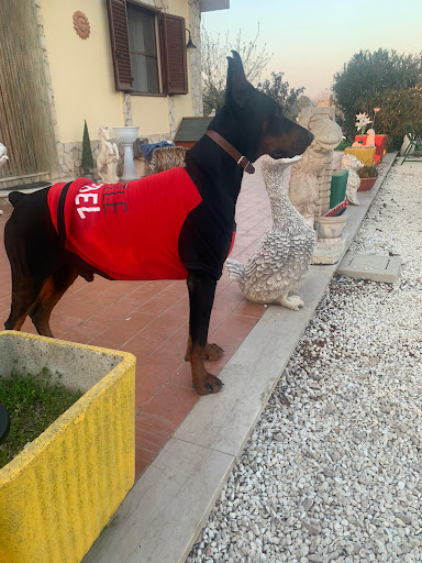 Pensioni per cani e dog hotel a Asilo per Cani Roxanne