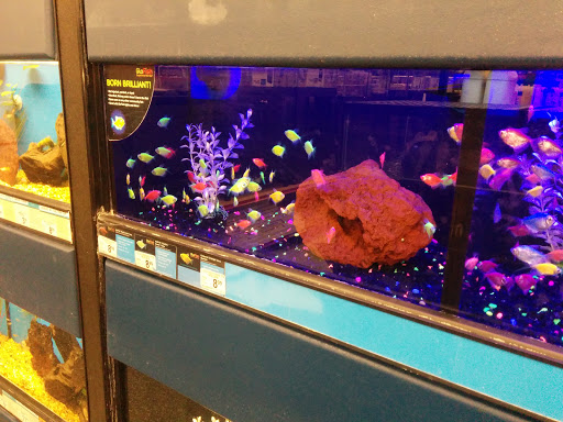 Pet Supply Store «Petco Animal Supplies», reviews and photos, 975 NW Gilman Blvd E, Issaquah, WA 98027, USA