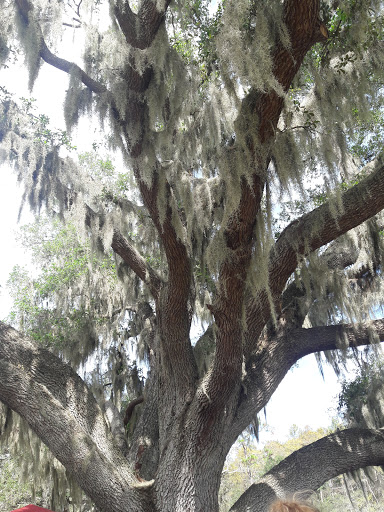 Tourist Attraction «Partin Ranch Corn Maze», reviews and photos, 5601 N Canoe Creek Rd, Kenansville, FL 34739, USA