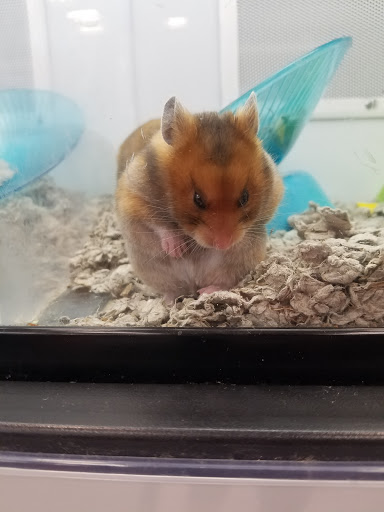 Pet Supply Store «Petco Animal Supplies», reviews and photos, 9078 SE Sunnyside Rd, Clackamas, OR 97015, USA