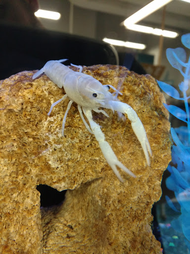 Pet Supply Store «Petco Animal Supplies», reviews and photos, 990 Brook Forest Ave, Shorewood, IL 60431, USA