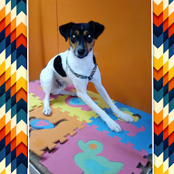 Peluqueria Canina Happy Pet