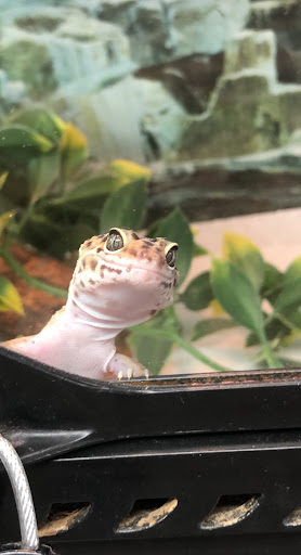 Pet Store «Suncoast Pets», reviews and photos, 7117 US-98, Panama City Beach, FL 32407, USA