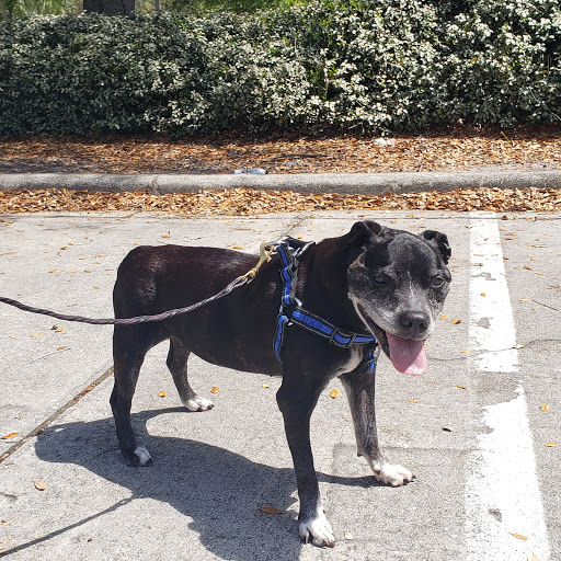 Pet Supply Store «Pet Supermarket», reviews and photos, 1040 Palm Coast Pkwy NW, Palm Coast, FL 32137, USA