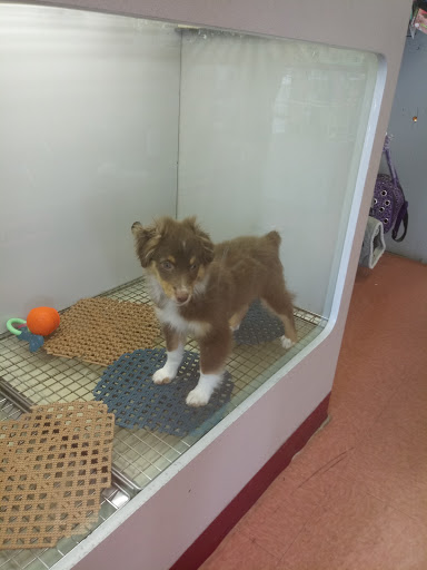 Pet Store «The Pet Pad», reviews and photos, 1239 NW Maynard Rd, Cary, NC 27513, USA