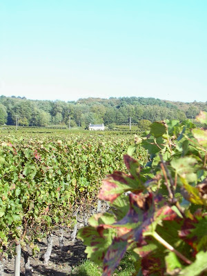 Domaine Sylvain Bruneau à Saint-Nicolas-de-Bourgueil