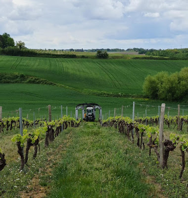 Scea des piniers - Fief de Rassinoux : Viticulteurs et Producteurs à Courpignac