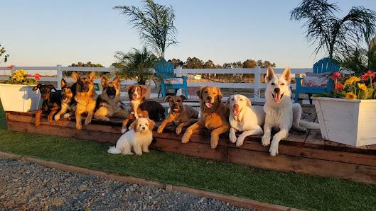 My Clever Canine Dog and Puppy Training 