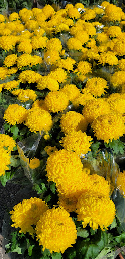 Asian Grocery Store «New Truong Nguyen Market», reviews and photos, 3555 East Walnut Street #221, Garland, TX 75042, USA