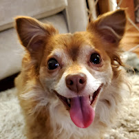 Best Friends Pet Retreat And Day Spa - Photo 9 - Car repair in Edmonds, WA, Everett