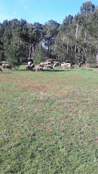 Campo de Futebol da Senhora da Luz