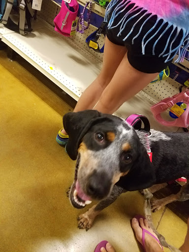 Pet Supply Store «PetSmart», reviews and photos, 6243 College Dr, Suffolk, VA 23435, USA