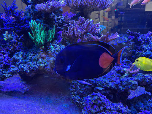 Tropical Fish Store «Pure Reef», reviews and photos, 12900 GA-9, Alpharetta, GA 30004, USA