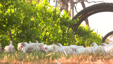 Mt Barker Free Range Chicken