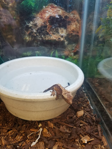 Pet Supply Store «Petland Discounts - Greenpoint», reviews and photos, 846 Manhattan Ave, Brooklyn, NY 11222, USA