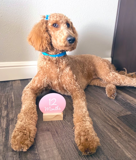 Pet Supply Store «Petco Animal Supplies», reviews and photos, 4175 Dowlen Rd, Beaumont, TX 77706, USA