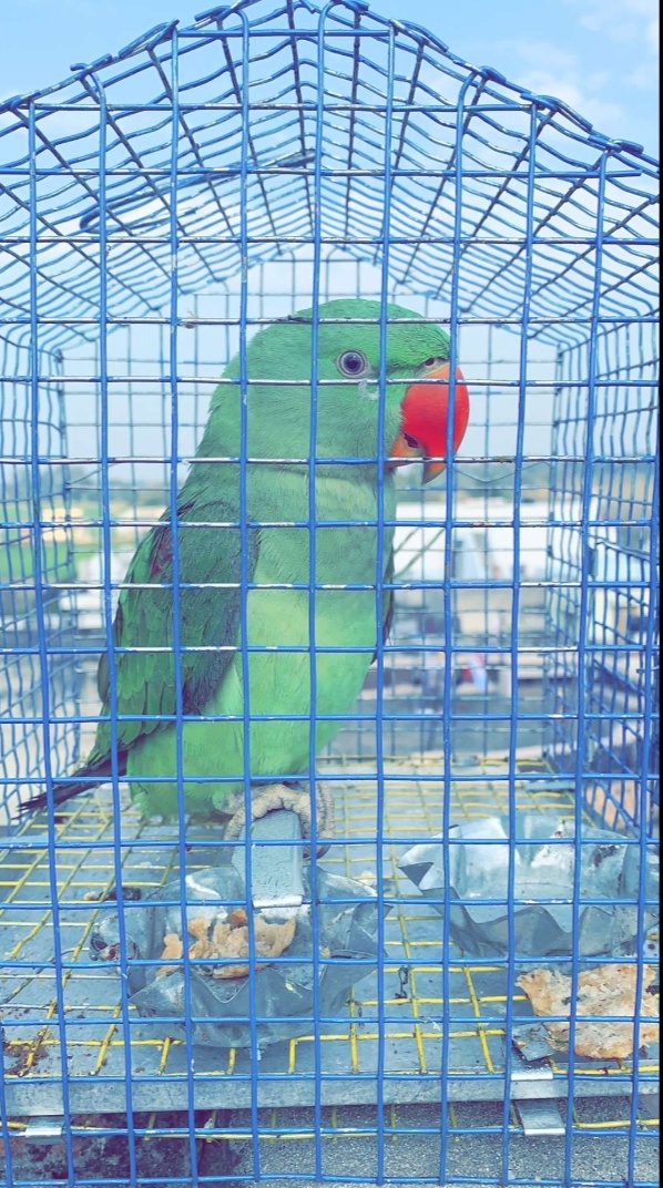 Ram Di Hatti