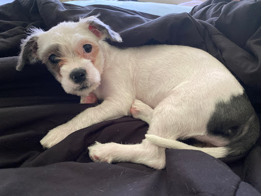 Pet Supply Store «PetSmart», reviews and photos, 1410 NE 23rd St, Pompano Beach, FL 33062, USA