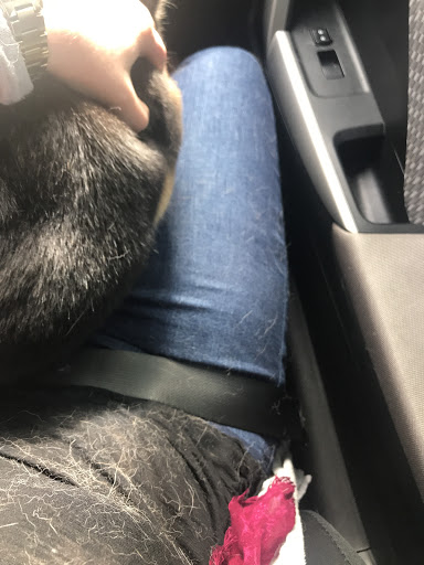 Pet Supply Store «PetSmart», reviews and photos, 1130 SE Everett Mall Way, Everett, WA 98208, USA