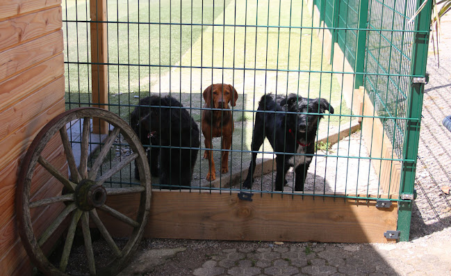 Rezensionen über Upper Rock Ranch Hundepension Hundeschule Wellness Fitness in Baden - Hundeschule